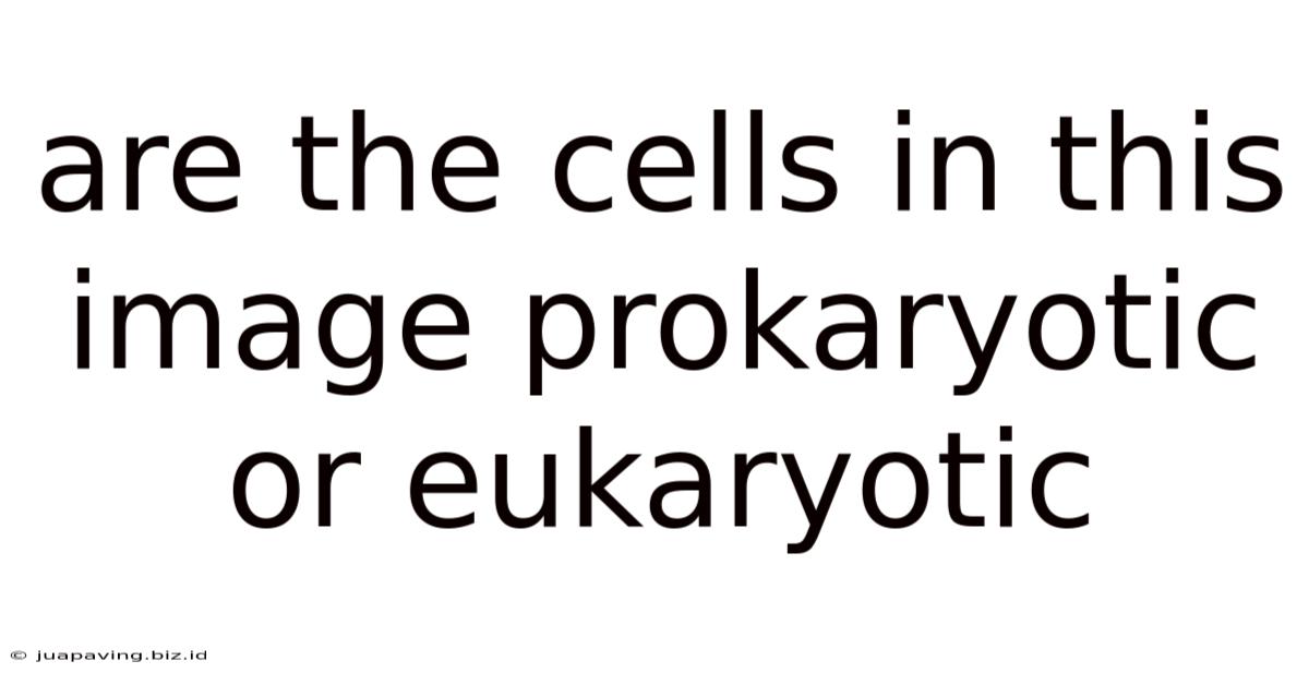 Are The Cells In This Image Prokaryotic Or Eukaryotic