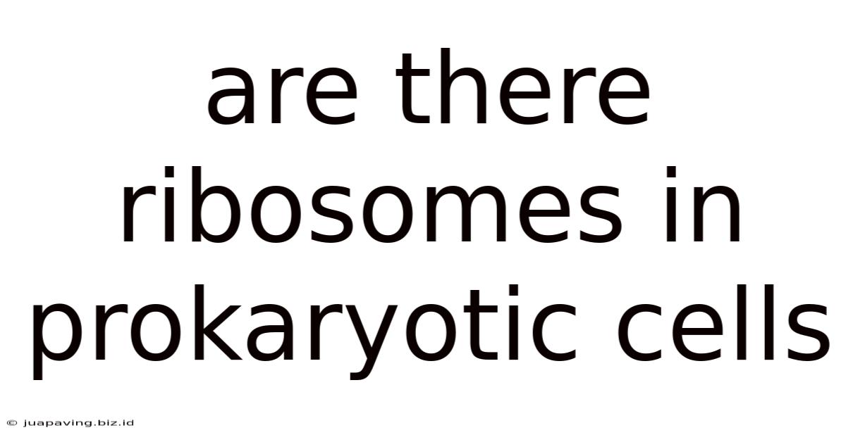 Are There Ribosomes In Prokaryotic Cells