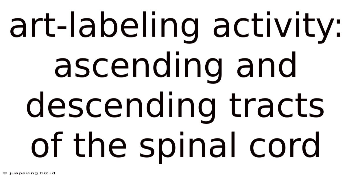 Art-labeling Activity: Ascending And Descending Tracts Of The Spinal Cord