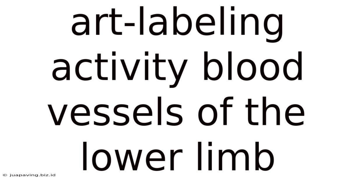 Art-labeling Activity Blood Vessels Of The Lower Limb