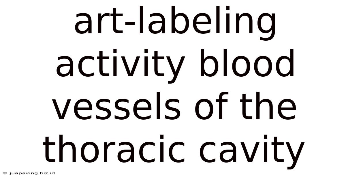 Art-labeling Activity Blood Vessels Of The Thoracic Cavity