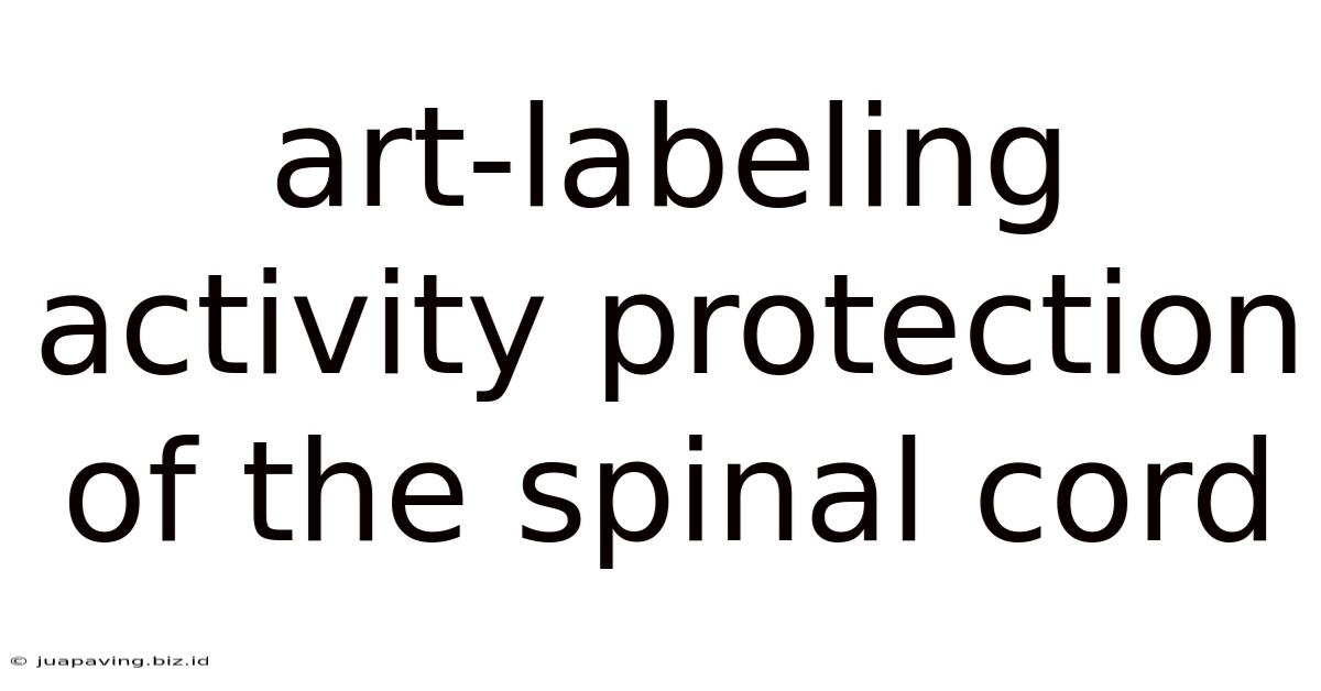 Art-labeling Activity Protection Of The Spinal Cord