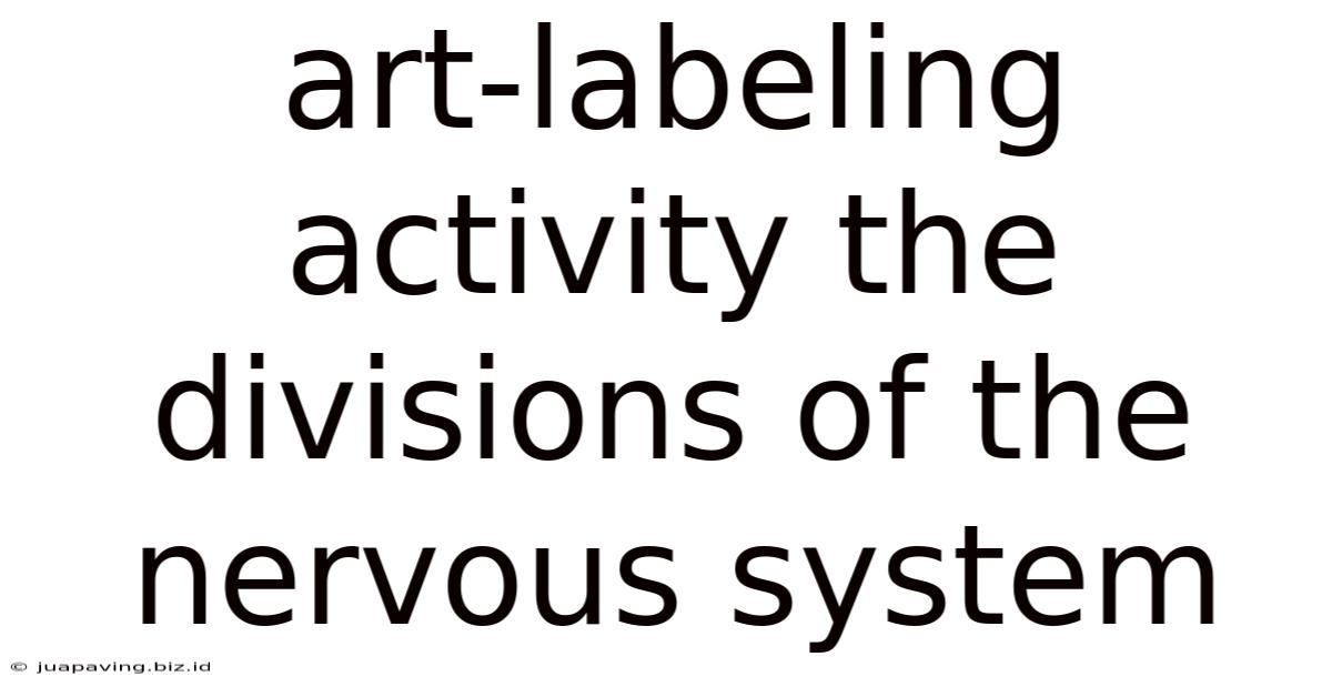 Art-labeling Activity The Divisions Of The Nervous System