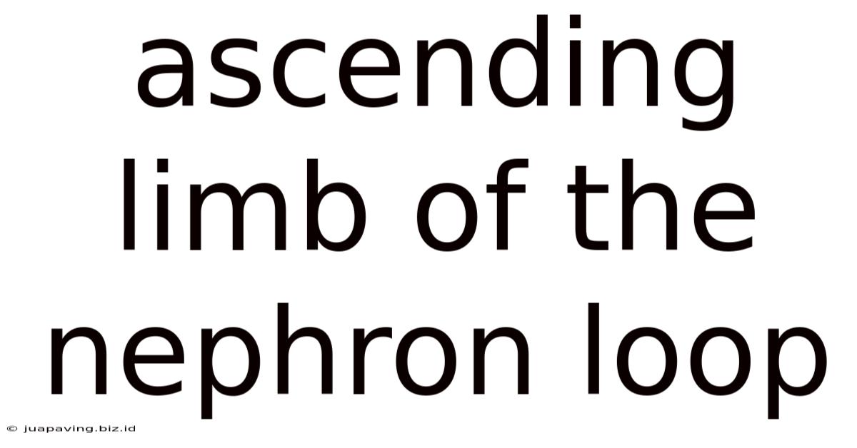 Ascending Limb Of The Nephron Loop