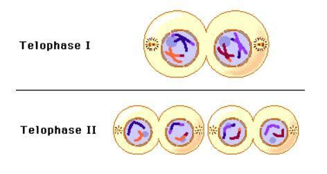 At What Point During Mitosis Has The Nuclear Membrane Reformed