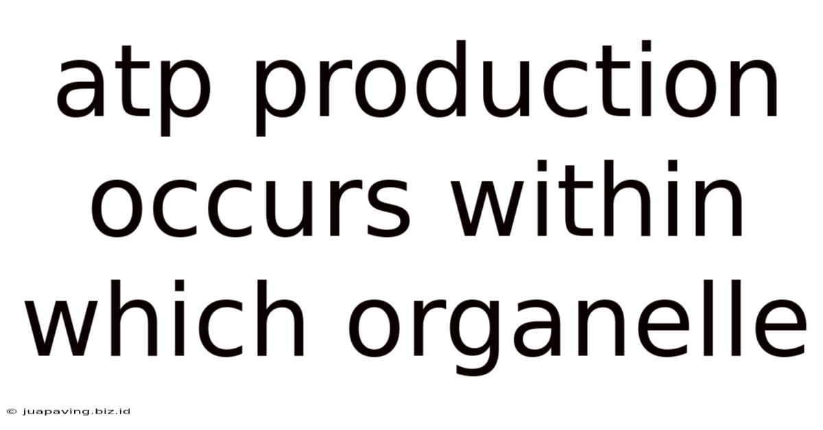 Atp Production Occurs Within Which Organelle
