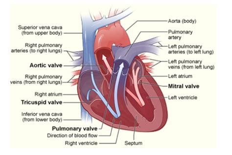 Atrioventricular Valves Prevent Backflow Into The