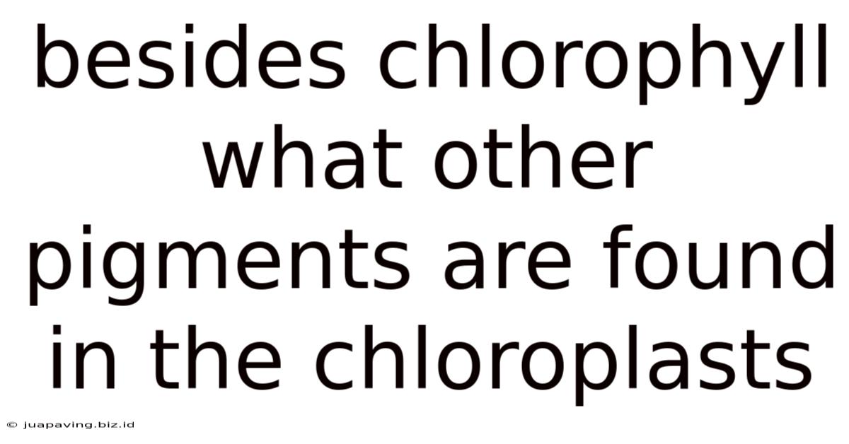 Besides Chlorophyll What Other Pigments Are Found In The Chloroplasts