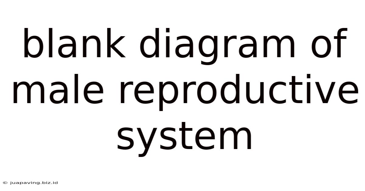 Blank Diagram Of Male Reproductive System