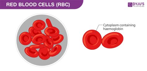 Blood Acquires Its Red Colour From