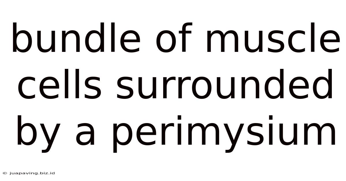 Bundle Of Muscle Cells Surrounded By A Perimysium
