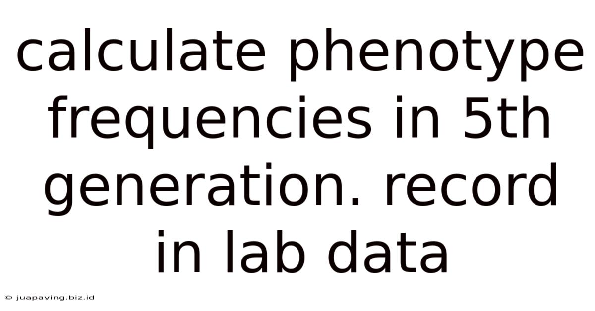 Calculate Phenotype Frequencies In 5th Generation. Record In Lab Data