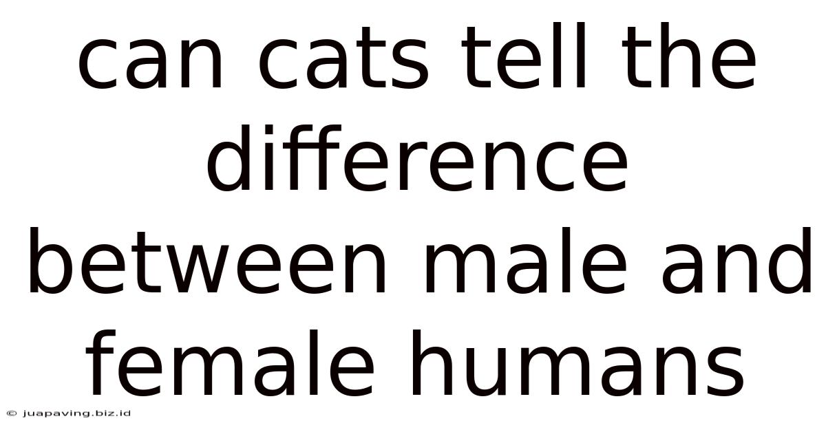 Can Cats Tell The Difference Between Male And Female Humans