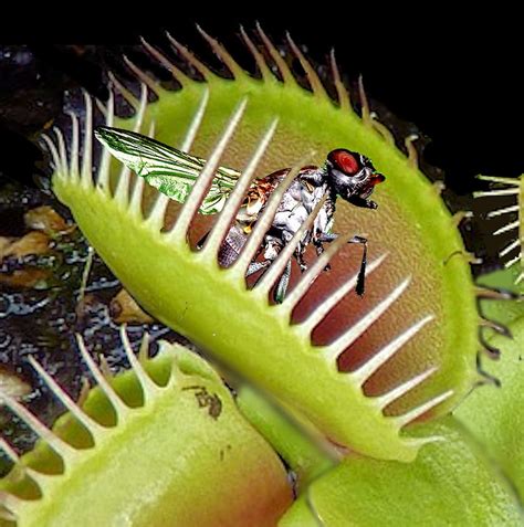 Can You Touch A Venus Fly Trap