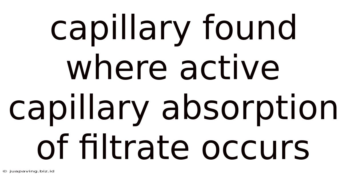 Capillary Found Where Active Capillary Absorption Of Filtrate Occurs