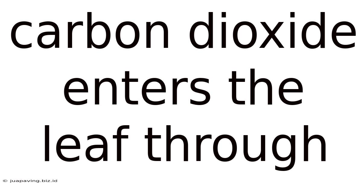 Carbon Dioxide Enters The Leaf Through