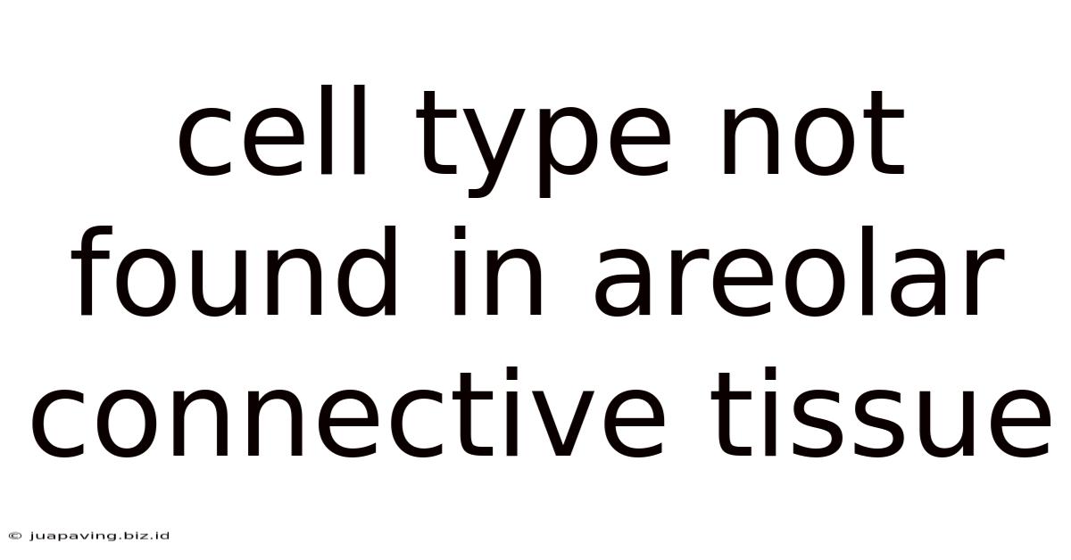 Cell Type Not Found In Areolar Connective Tissue