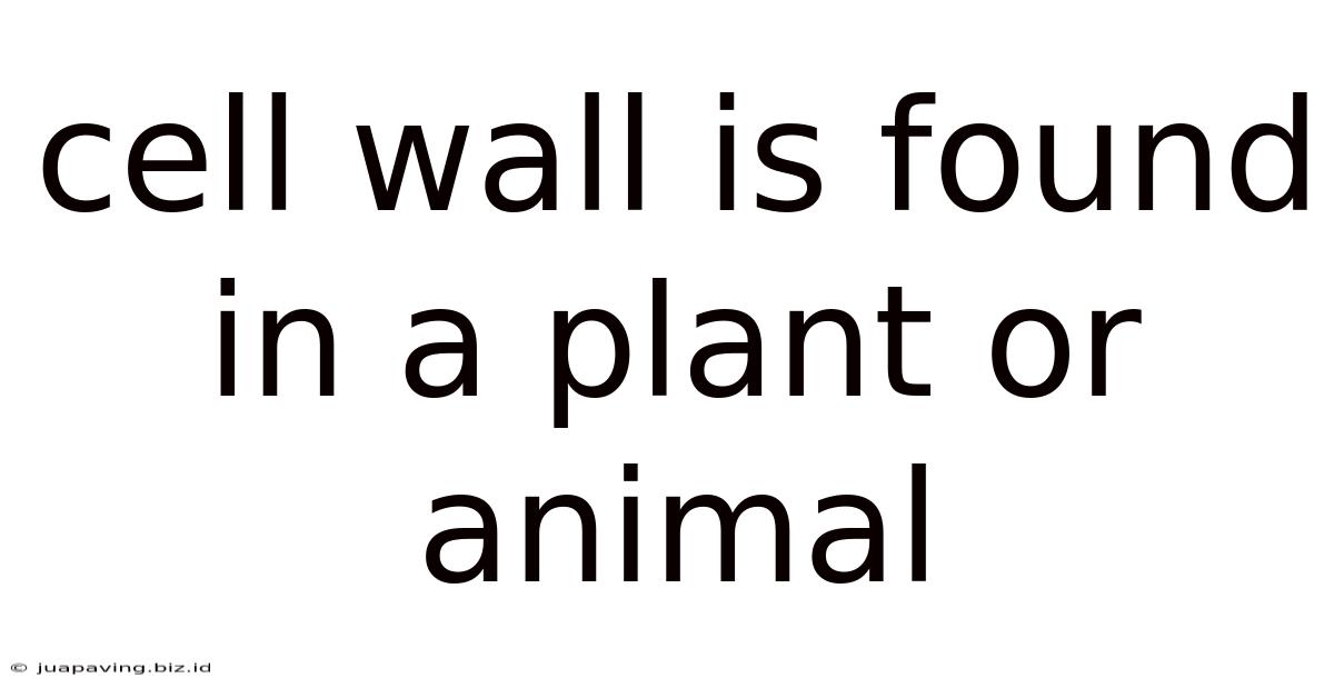 Cell Wall Is Found In A Plant Or Animal