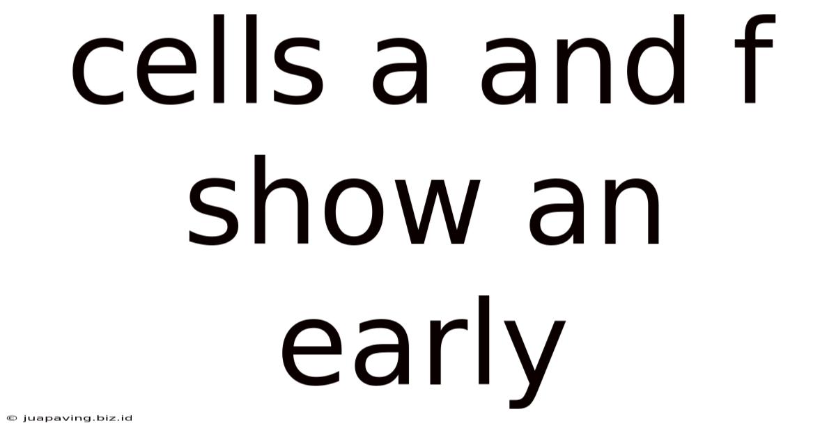 Cells A And F Show An Early