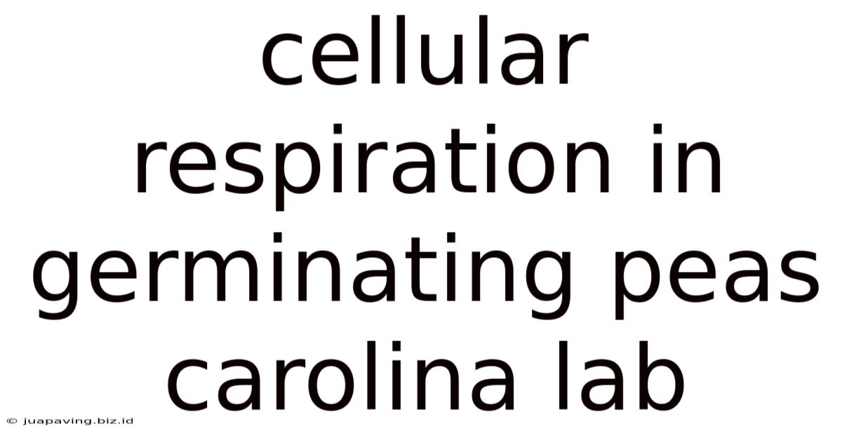 Cellular Respiration In Germinating Peas Carolina Lab