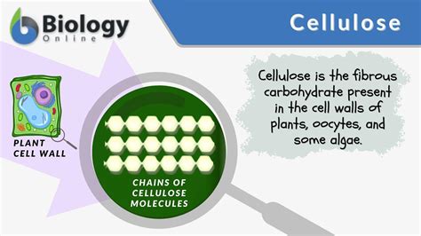 Cellulose Is An Example Of A