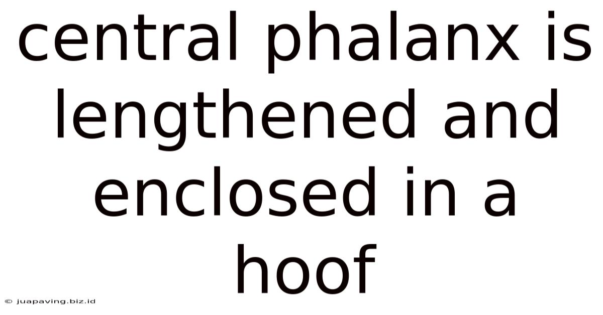 Central Phalanx Is Lengthened And Enclosed In A Hoof