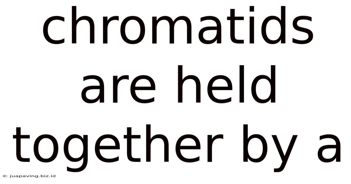 Chromatids Are Held Together By A