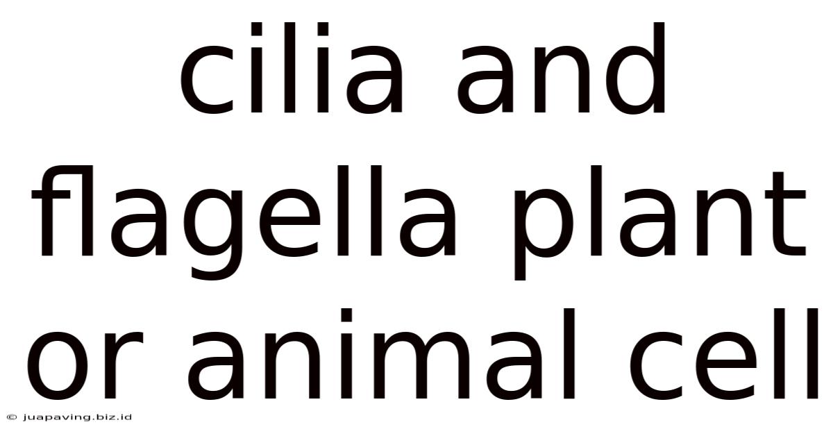 Cilia And Flagella Plant Or Animal Cell