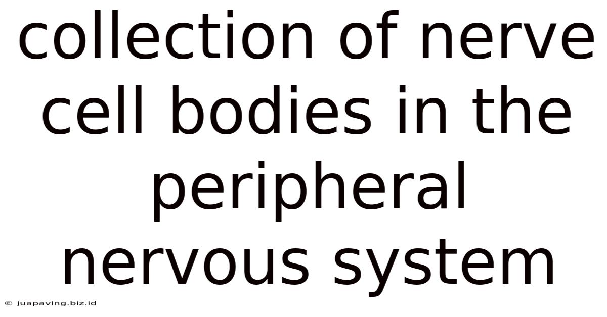 Collection Of Nerve Cell Bodies In The Peripheral Nervous System