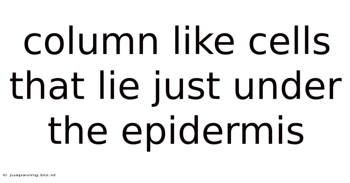 Column Like Cells That Lie Just Under The Epidermis
