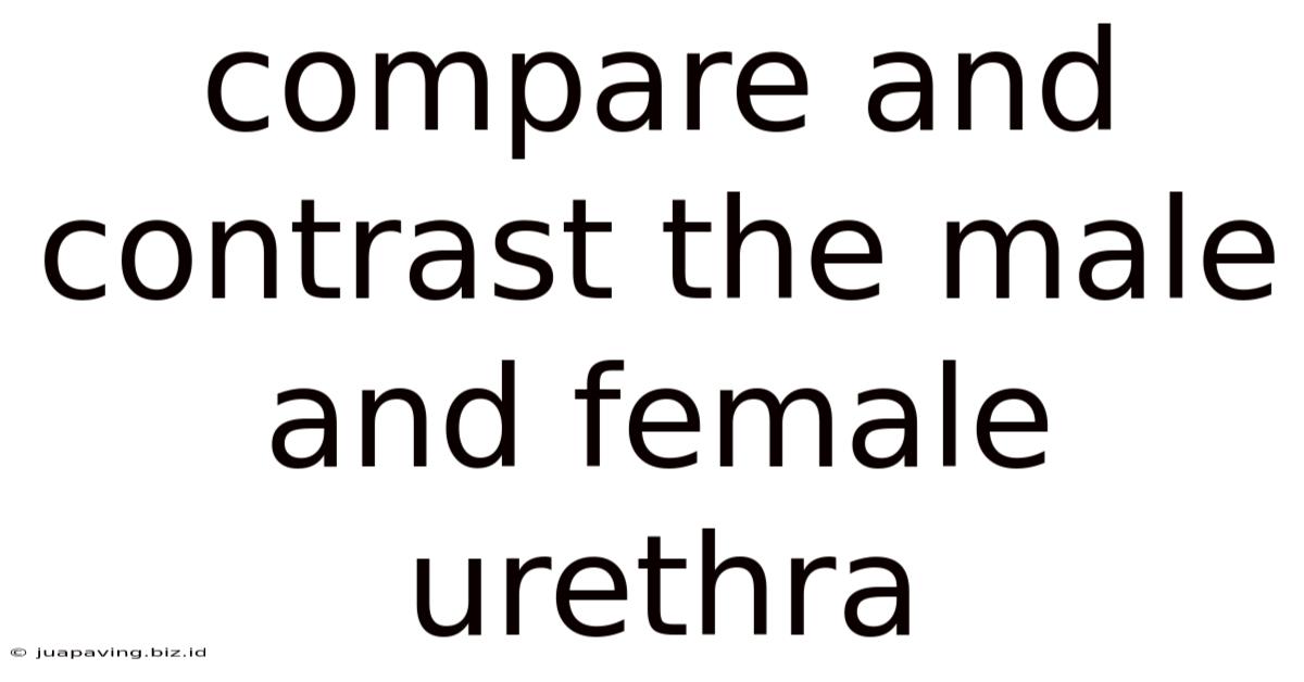 Compare And Contrast The Male And Female Urethra