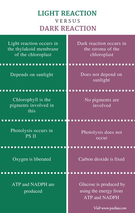 Compare The Light And Dark Reactions That Occur In Plants.