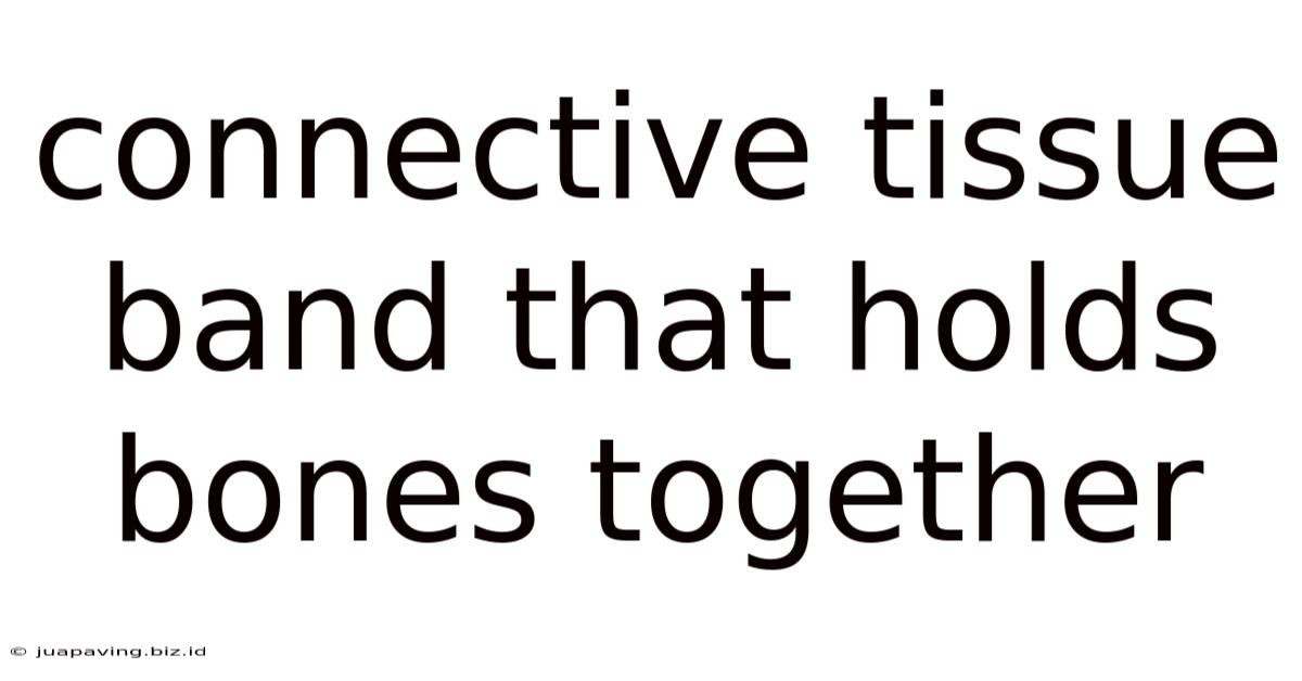 Connective Tissue Band That Holds Bones Together