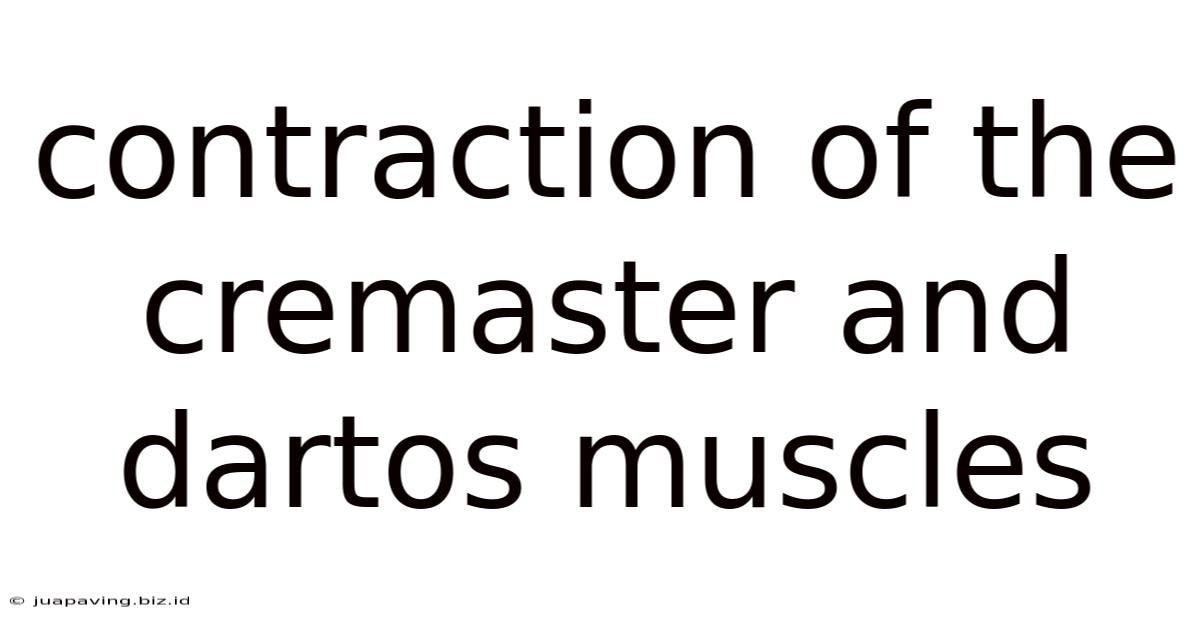 Contraction Of The Cremaster And Dartos Muscles