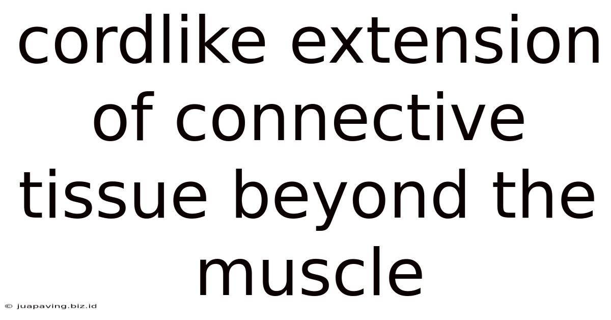 Cordlike Extension Of Connective Tissue Beyond The Muscle