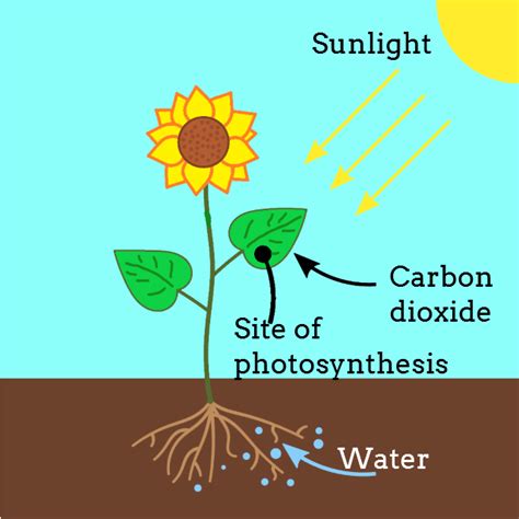 Correct Raw Materials Needed For Photosynthesis