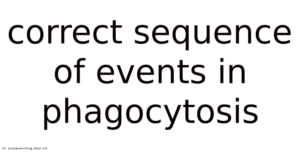 Correct Sequence Of Events In Phagocytosis