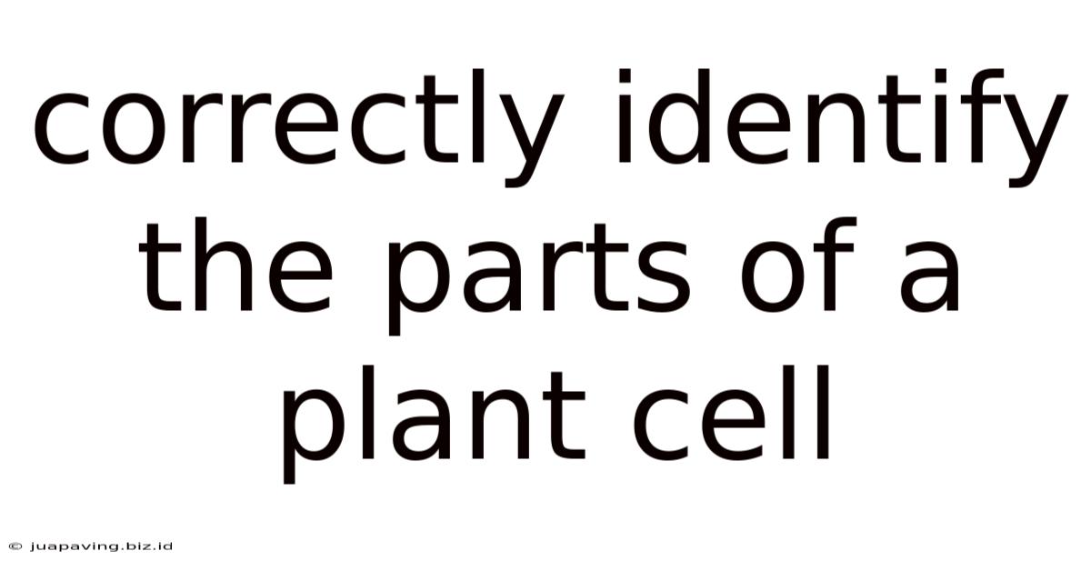 Correctly Identify The Parts Of A Plant Cell