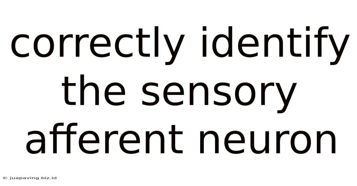Correctly Identify The Sensory Afferent Neuron