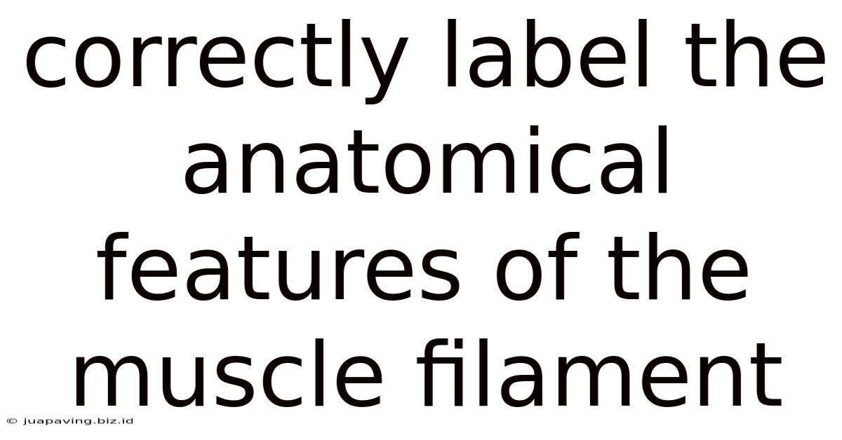 Correctly Label The Anatomical Features Of The Muscle Filament