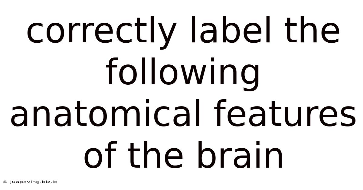 Correctly Label The Following Anatomical Features Of The Brain