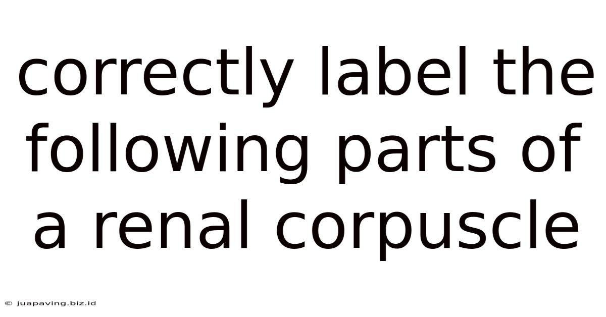 Correctly Label The Following Parts Of A Renal Corpuscle