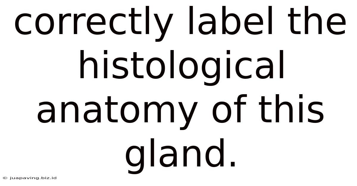 Correctly Label The Histological Anatomy Of This Gland.