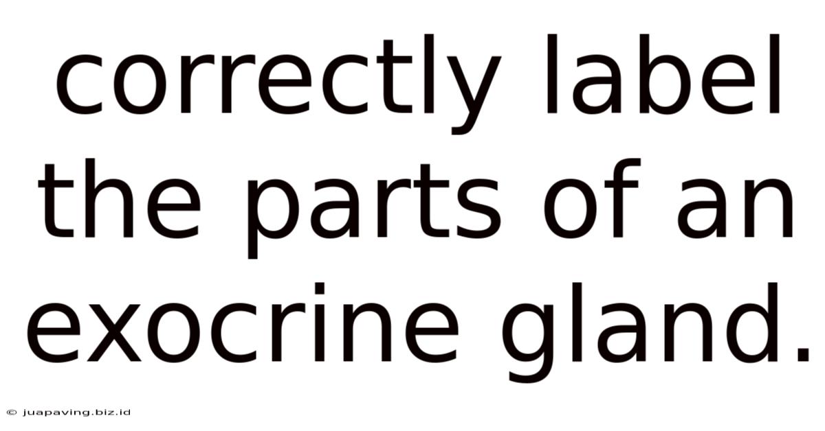 Correctly Label The Parts Of An Exocrine Gland.