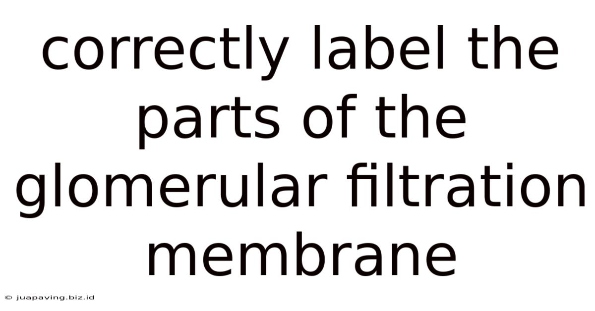 Correctly Label The Parts Of The Glomerular Filtration Membrane