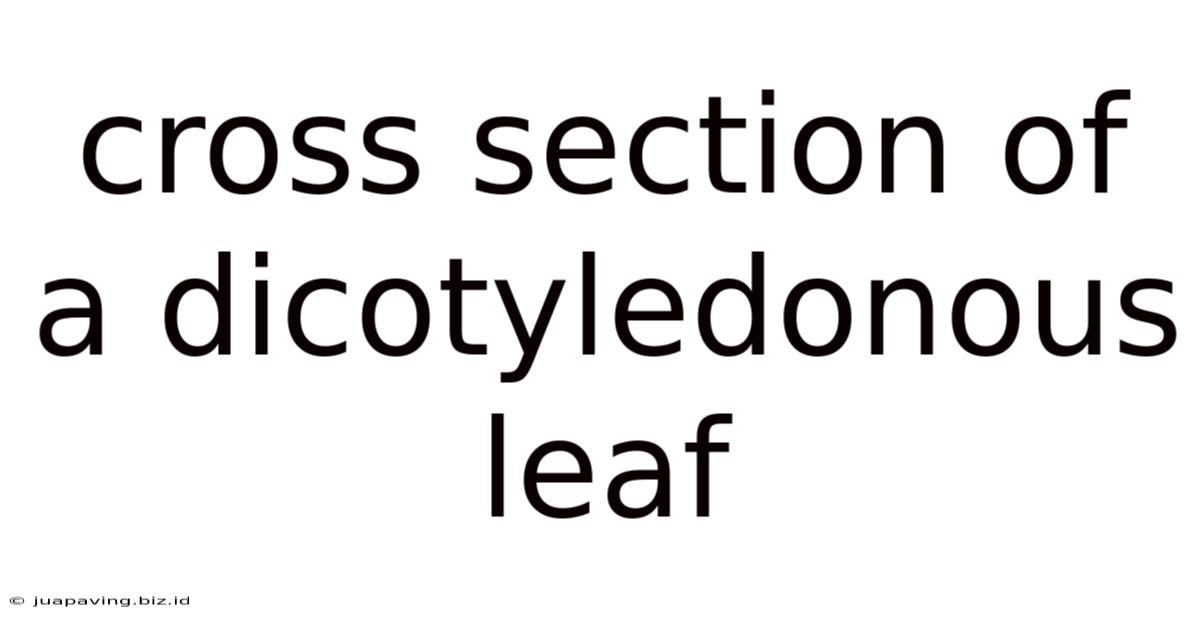 Cross Section Of A Dicotyledonous Leaf