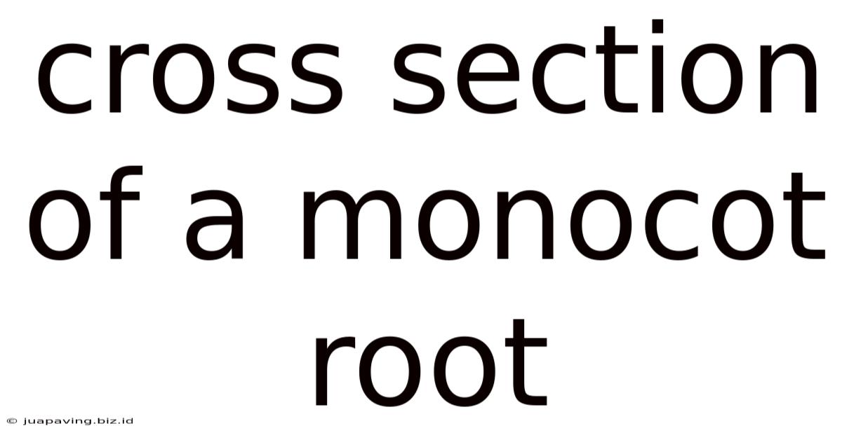 Cross Section Of A Monocot Root