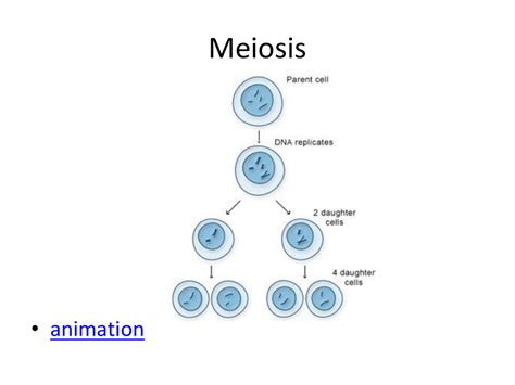 Daughter Cells Produced In Meiosis Are Identical.