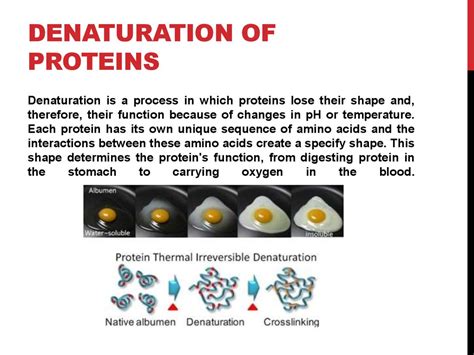 Denaturation Of A Protein Results In