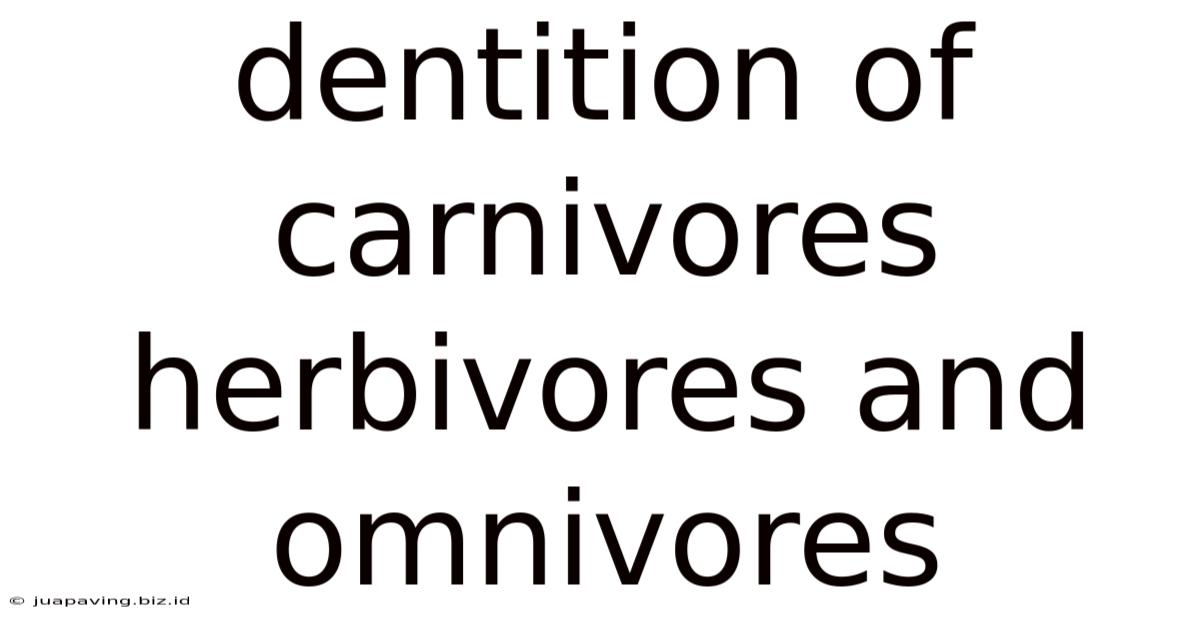 Dentition Of Carnivores Herbivores And Omnivores